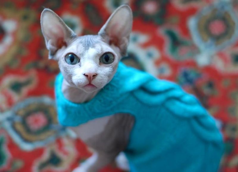Sphynx