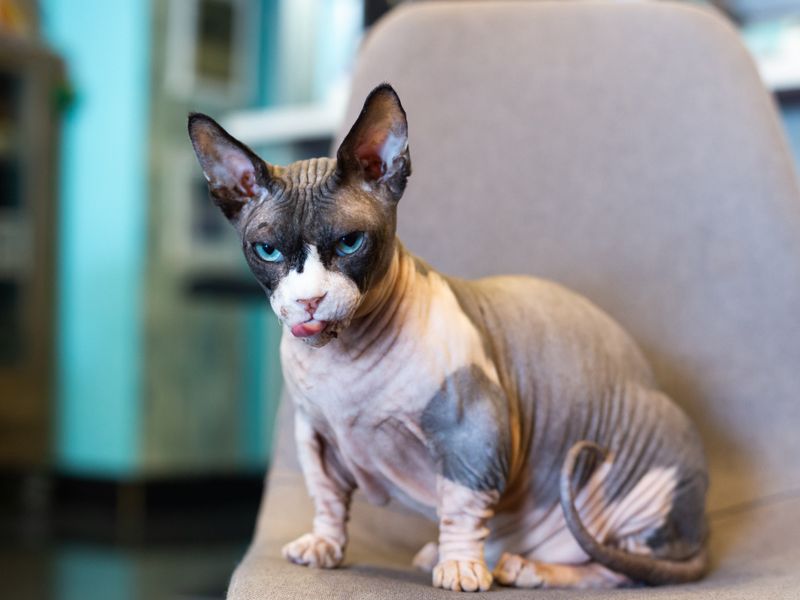 Sphynx