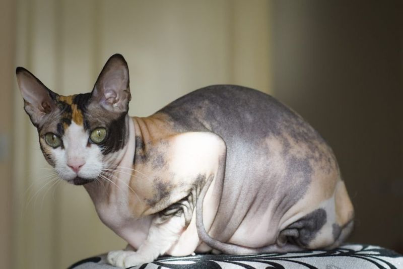 Sphynx