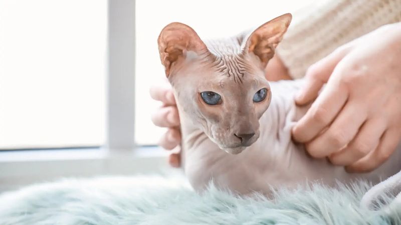 Sphynx