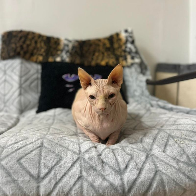 Sphynx