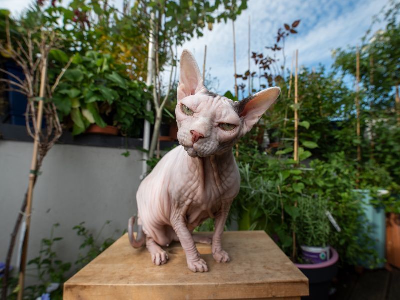 Sphynx