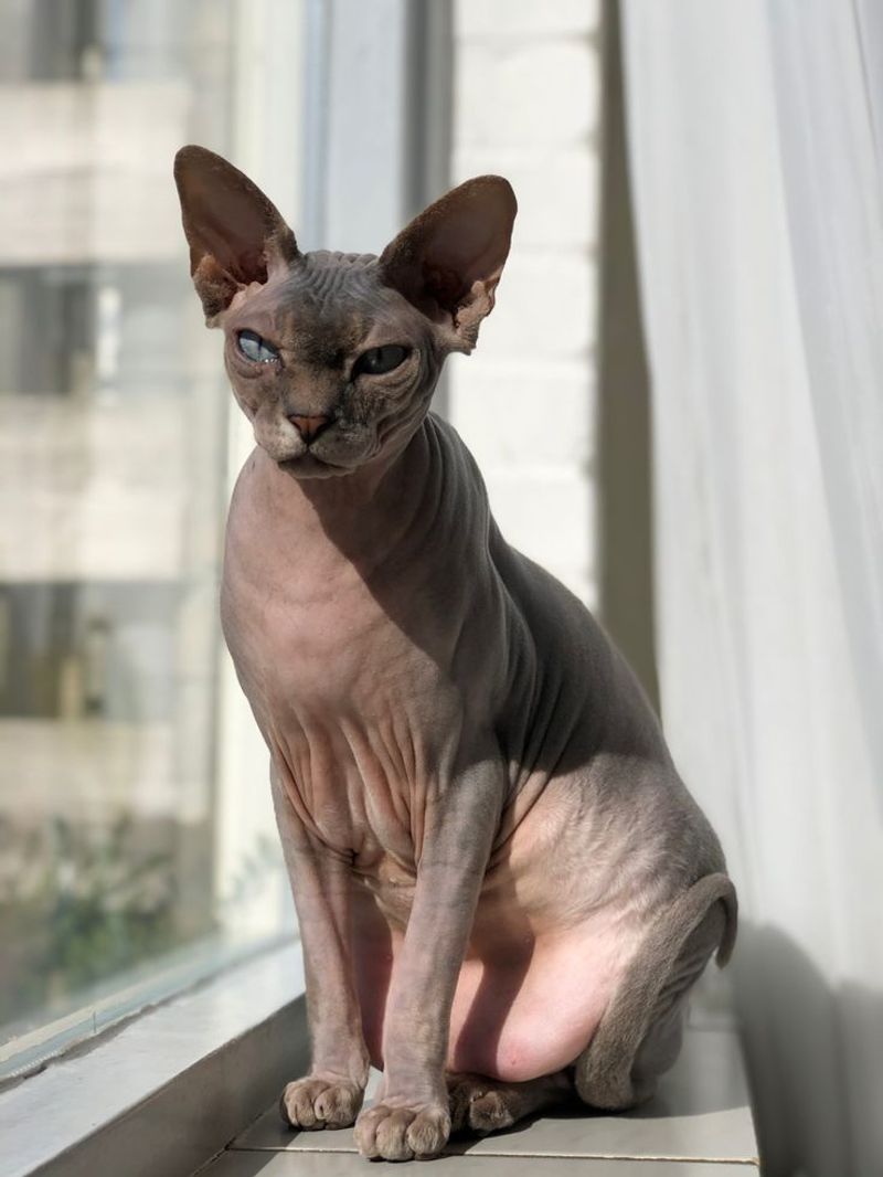 Sphynx Cat