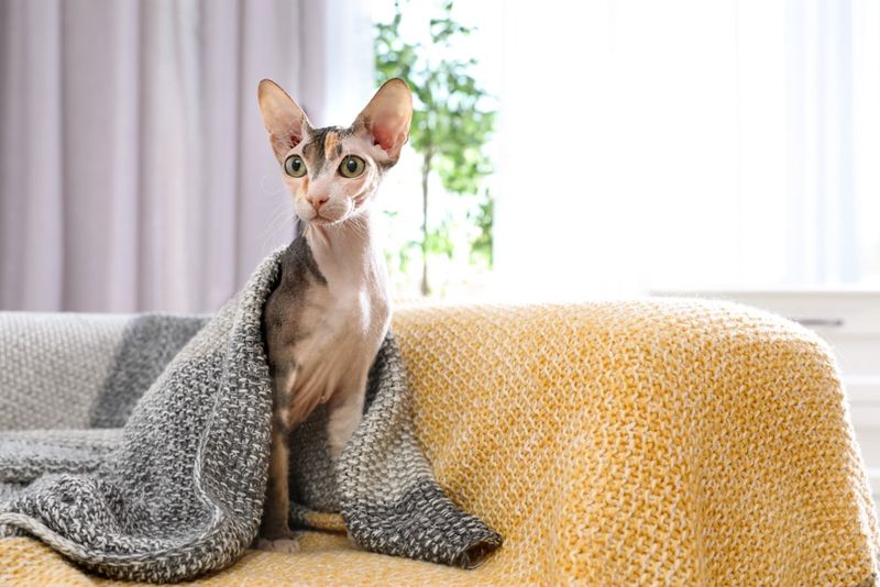 Sphynx: Hairless Wonder I'd Never Trade