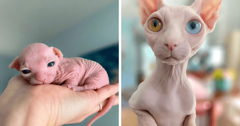 Sphynx