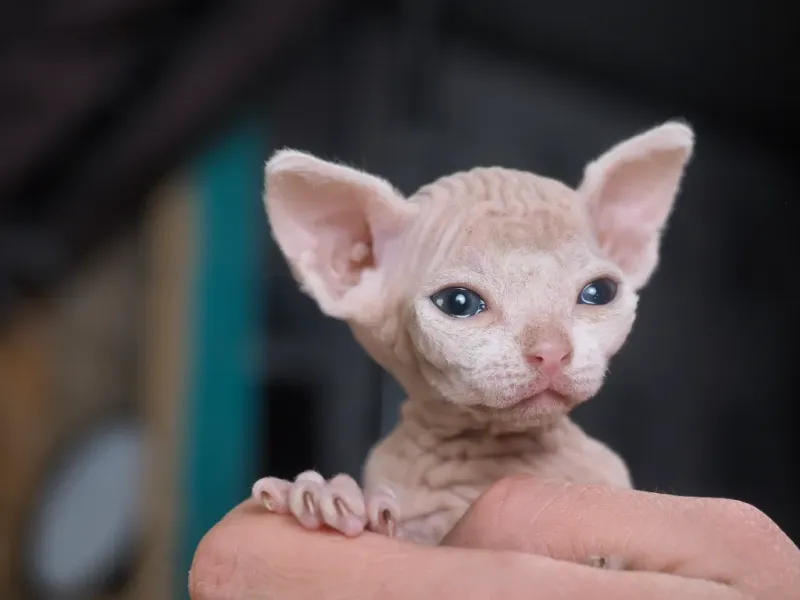 Sphynx
