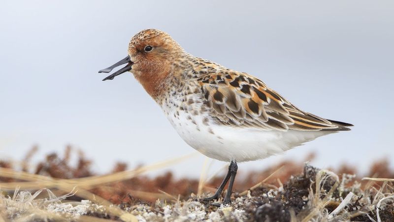 Spoon-billed Sandpiper
