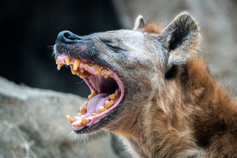 Spotted Hyena