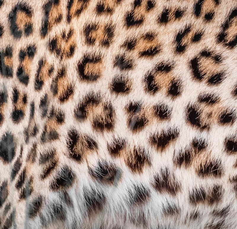 Spotted Patterns