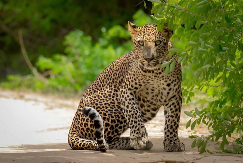 Sri Lankan Leopard