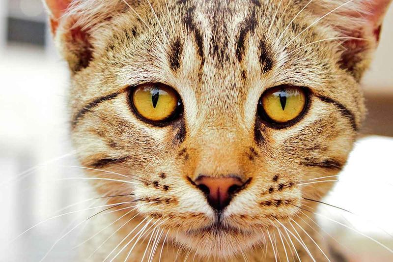 Staring Contests and Direct Eye Contact