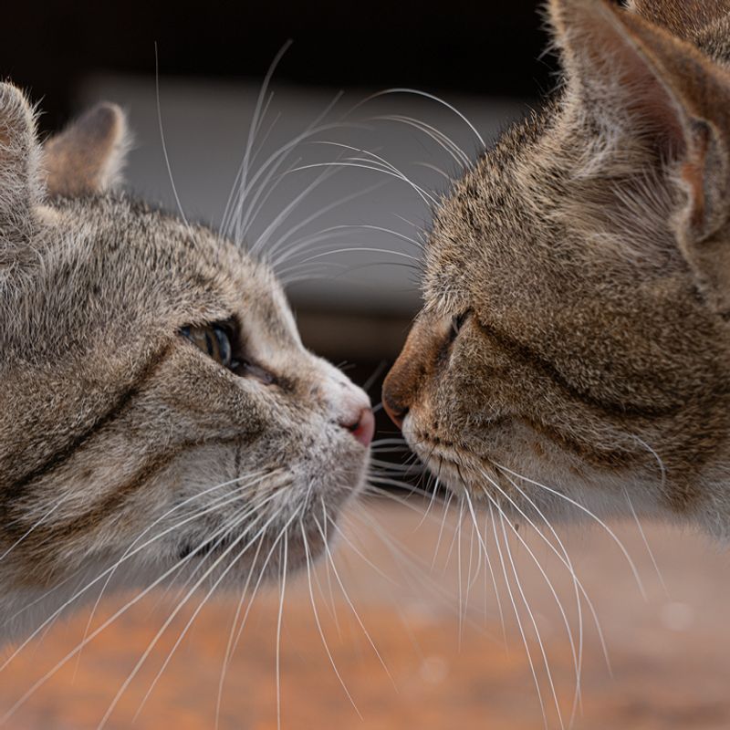 Start with Scent Exchange
