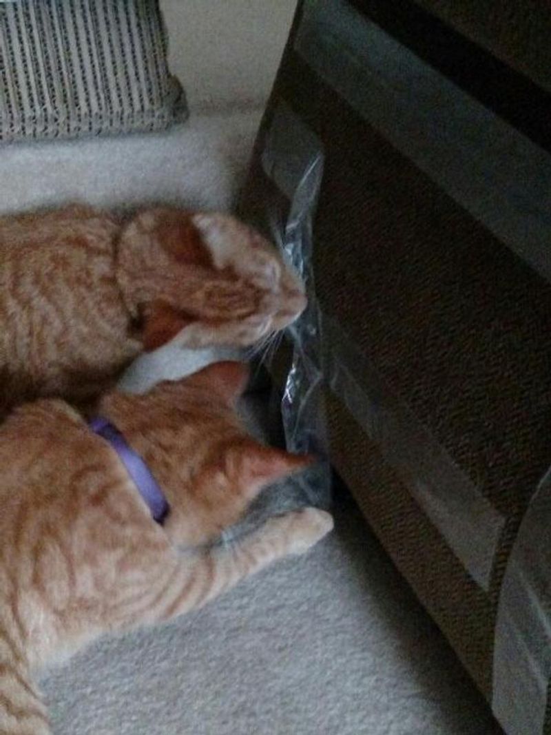 Sticky Paws on a Roll
