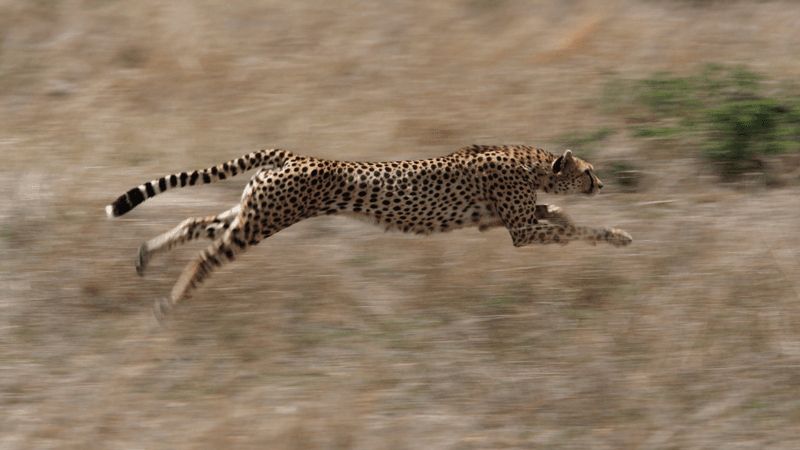Streamlined Body Structure