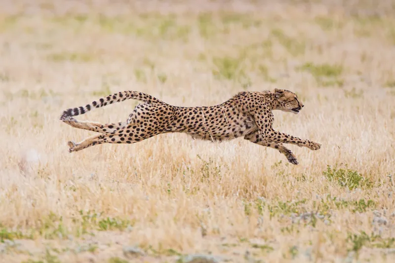 Streamlined Body Structure