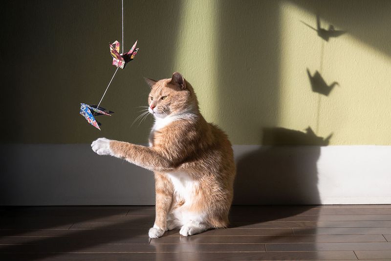 String Fishing Game