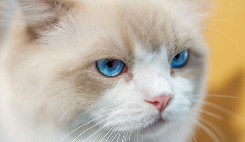 Stunning Blue Eyes That Mesmerize