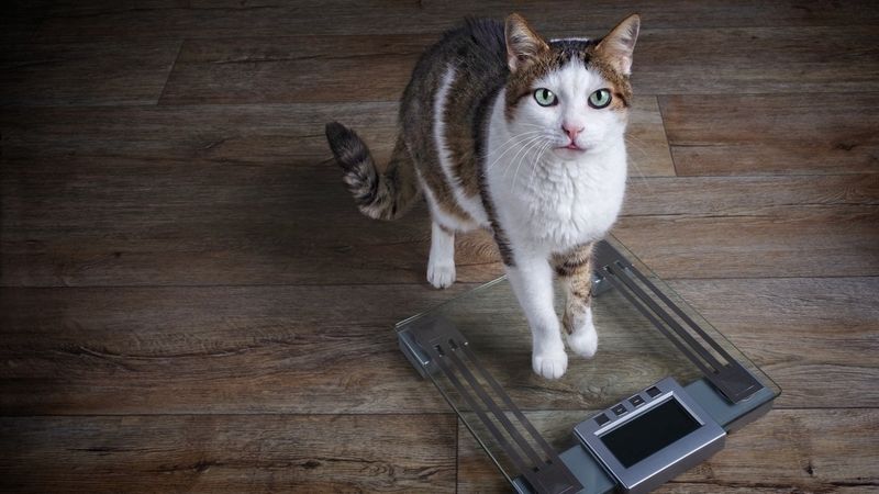 Sudden Weight Changes