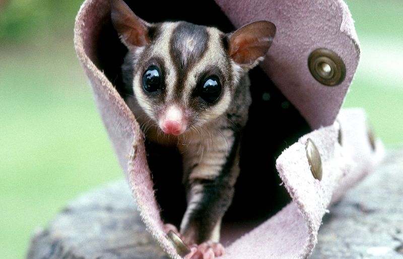 Sugar Gliders