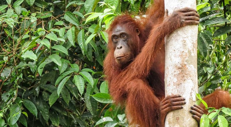 Sumatran Orangutan