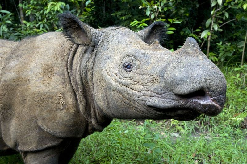 Sumatran Rhinoceros