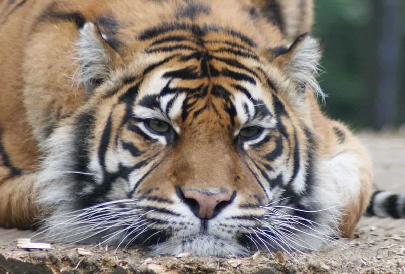 Sumatran Tiger