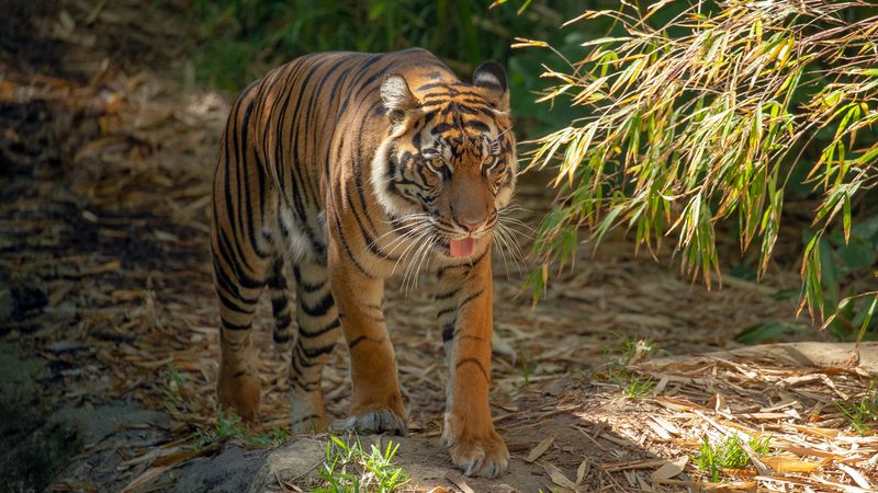 Sumatran Tiger