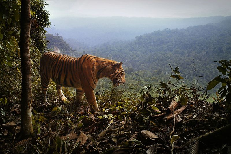 Sumatran Tiger