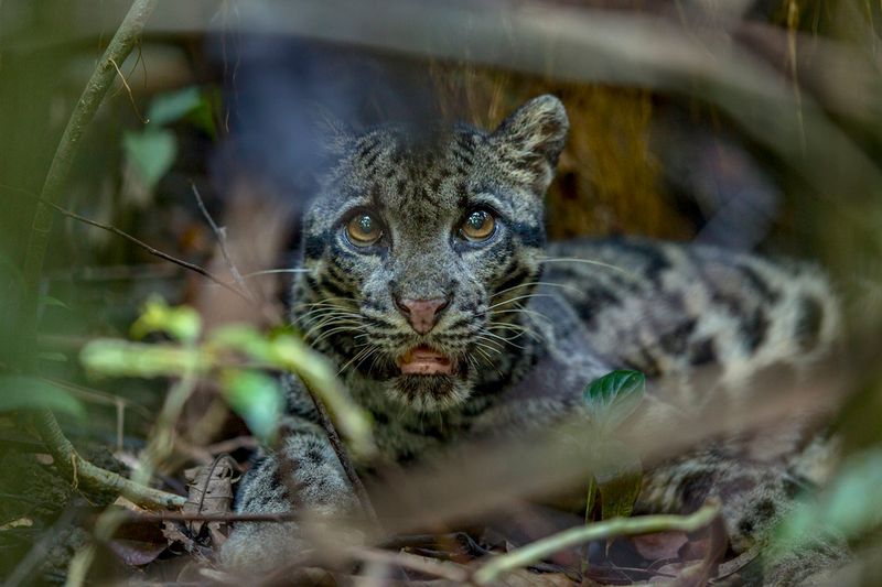 Sunda Clouded Leopard