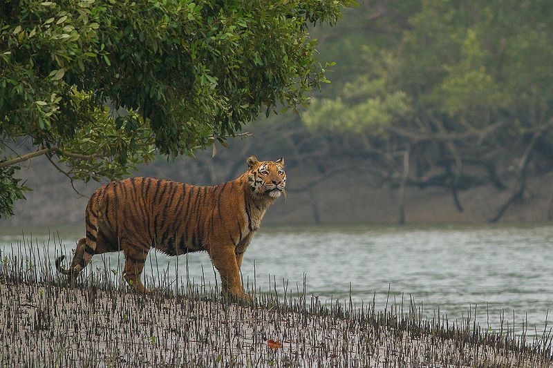 Sundarbans National Park, Bangladesh