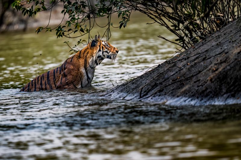 Sundarbans National Park, India/Bangladesh