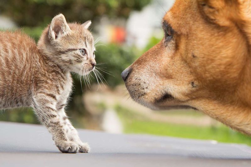 Supervised Introductions