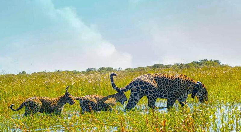 Support for Conservation Efforts