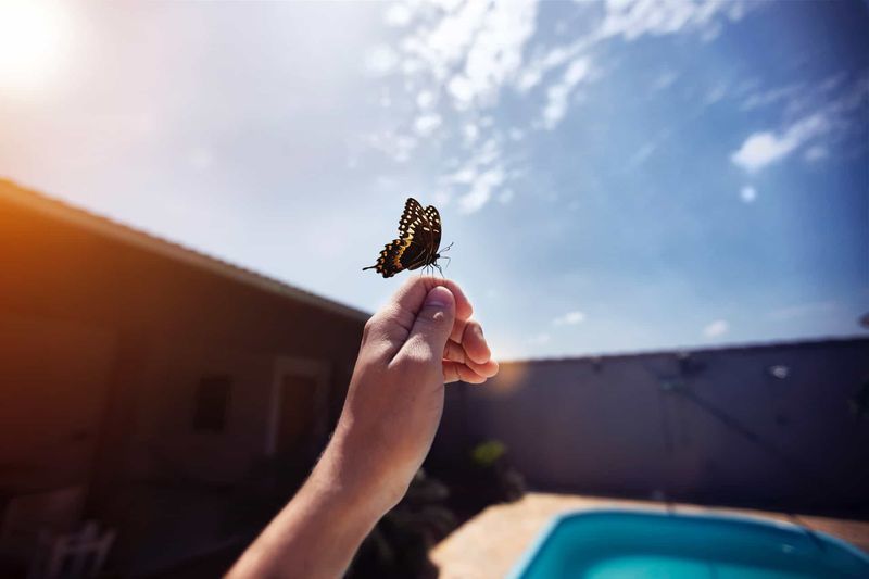 Symbolic Animal Encounters