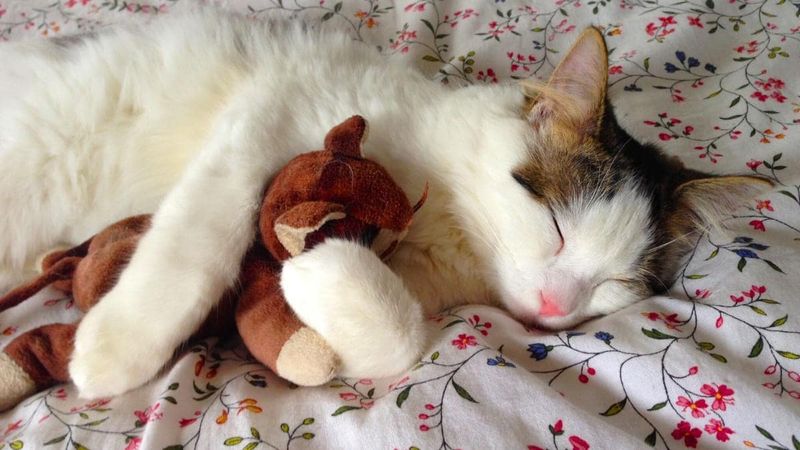 Synchronized Sleeping Schedule