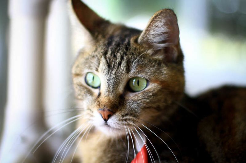 Tabby Cat