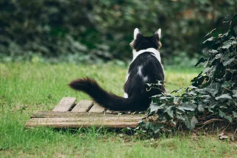 Tail Flicking Often Shows Interest