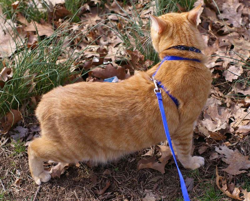 Tail Held Low or Tucked Under