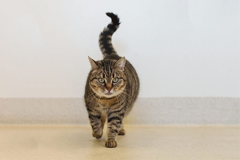 Tail Position Reveals Deep Comfort