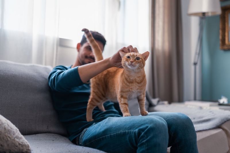 Tail Positions and Movements
