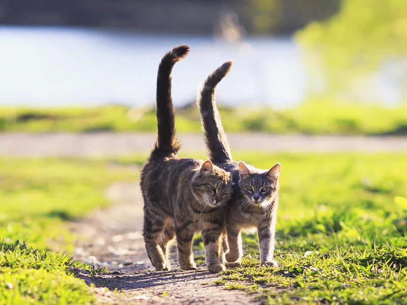 Tail Posture and Movement