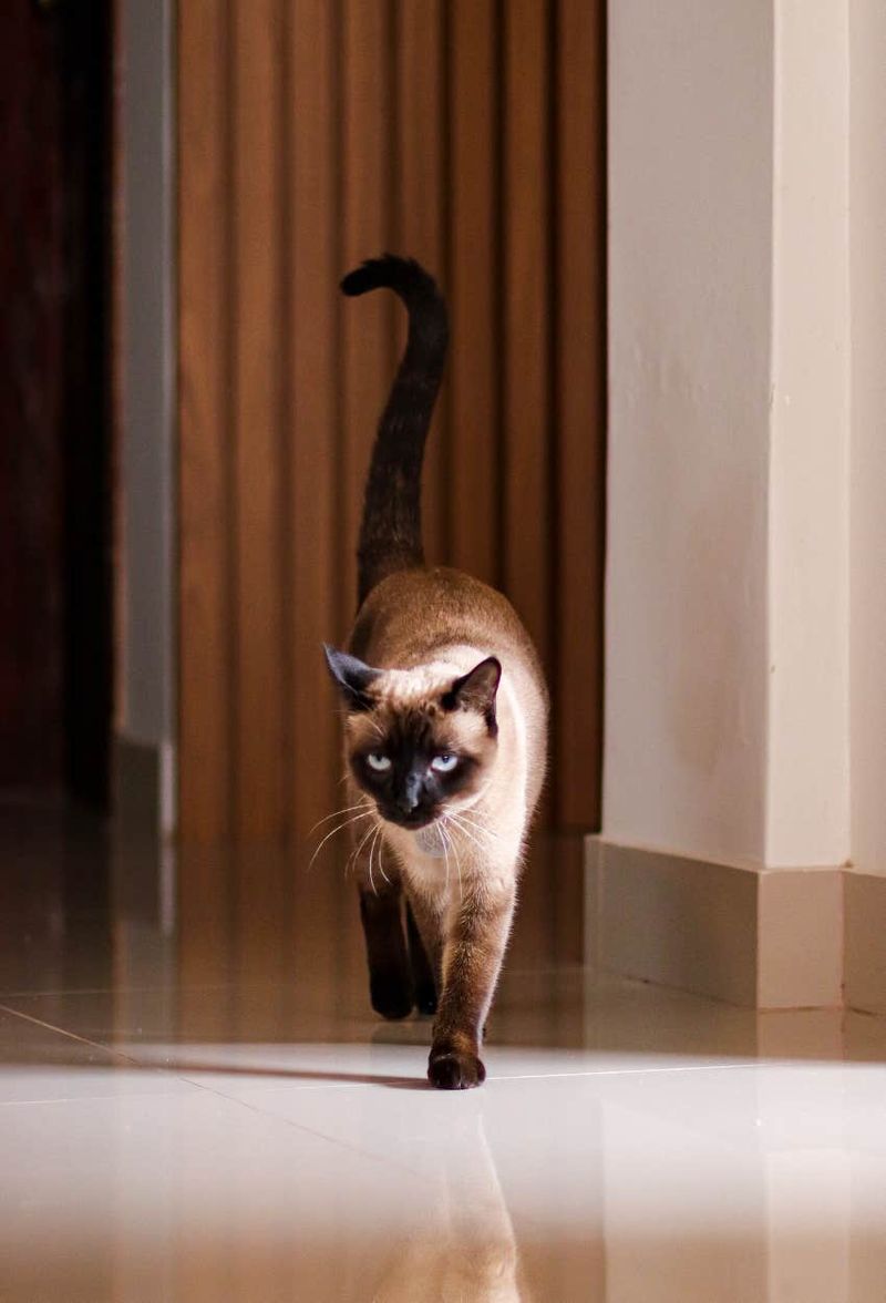 Tail-Up Greeting