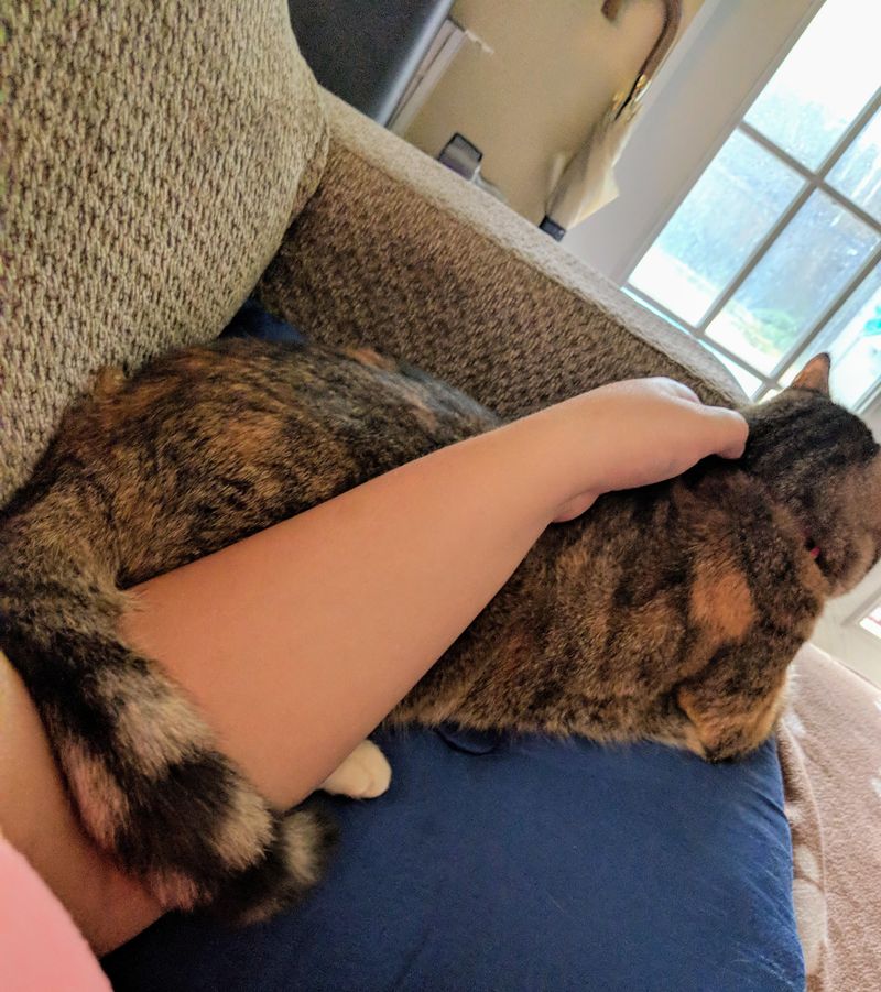 Tail Wrapped Around Another Cat or Person