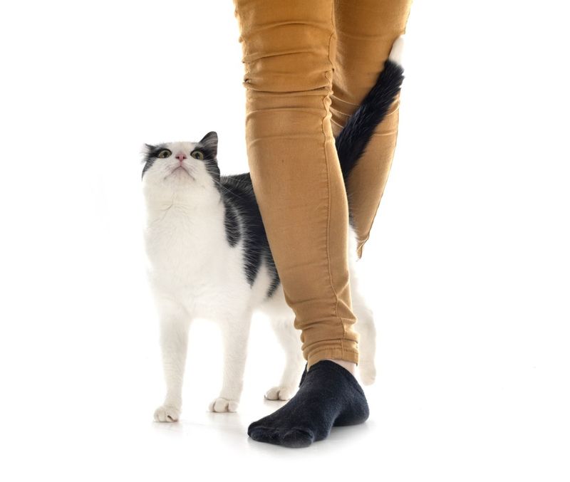 Tail Wrapped Around You
