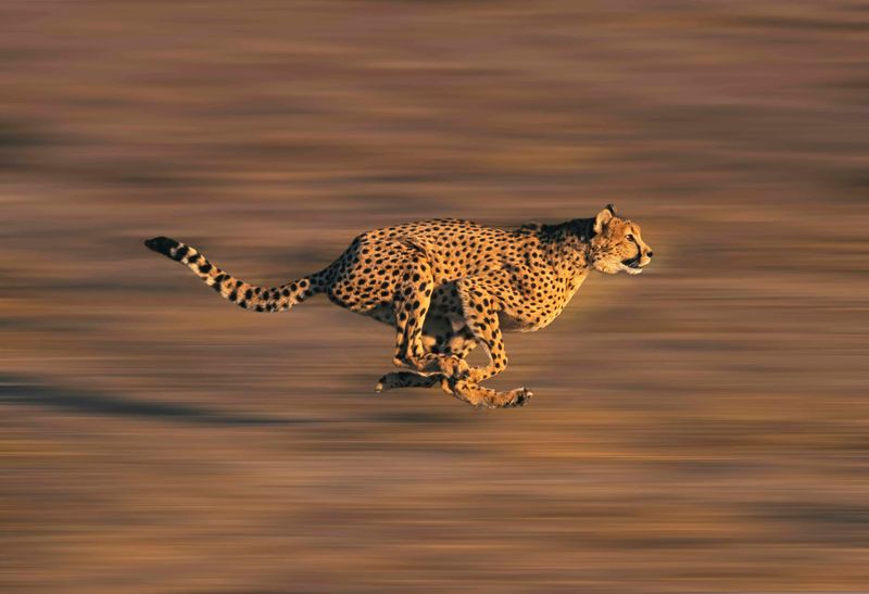 Tail as a Rudder