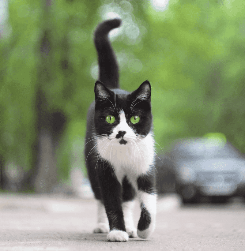 Tails Up With a Quiver - The Enthusiastic Greeting