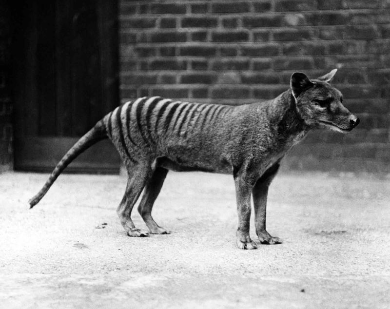 Tasmanian Tiger in America