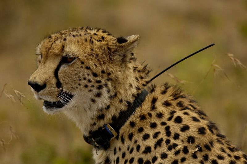 Technological Innovations in Conservation