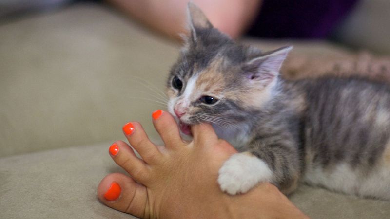 Teething Relief