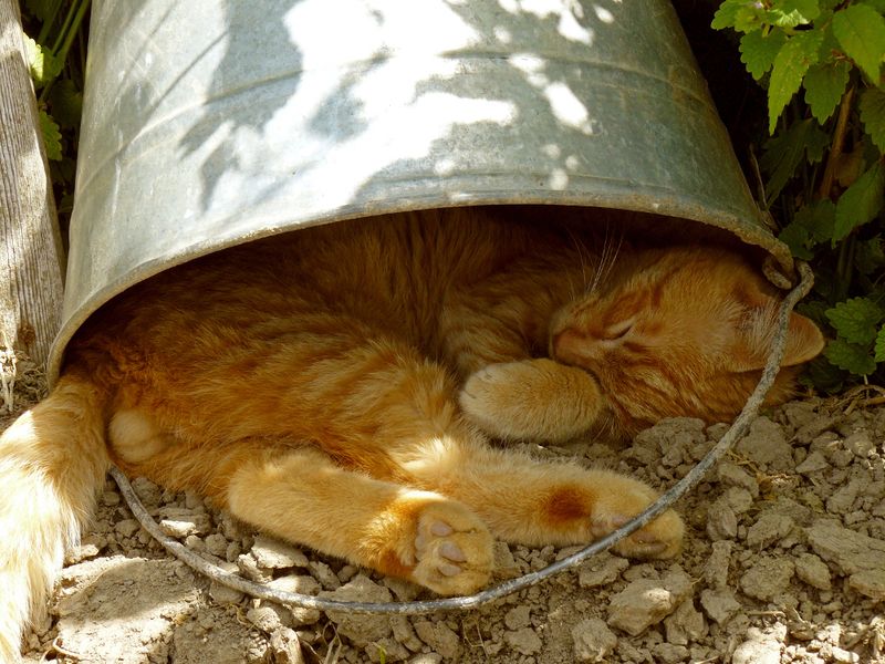 Temperature Regulation: Masters of Comfort